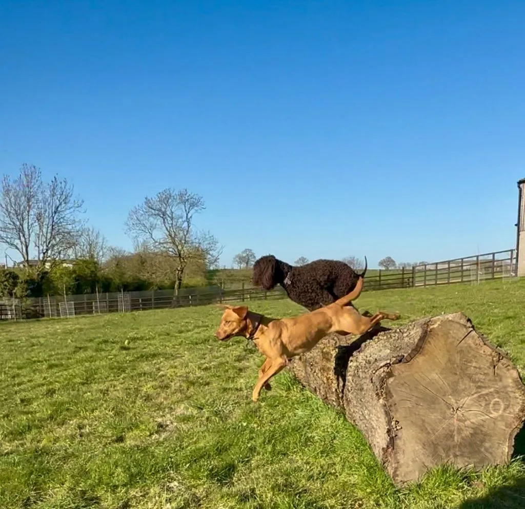Photo of two dogs enjoying the secure dog field