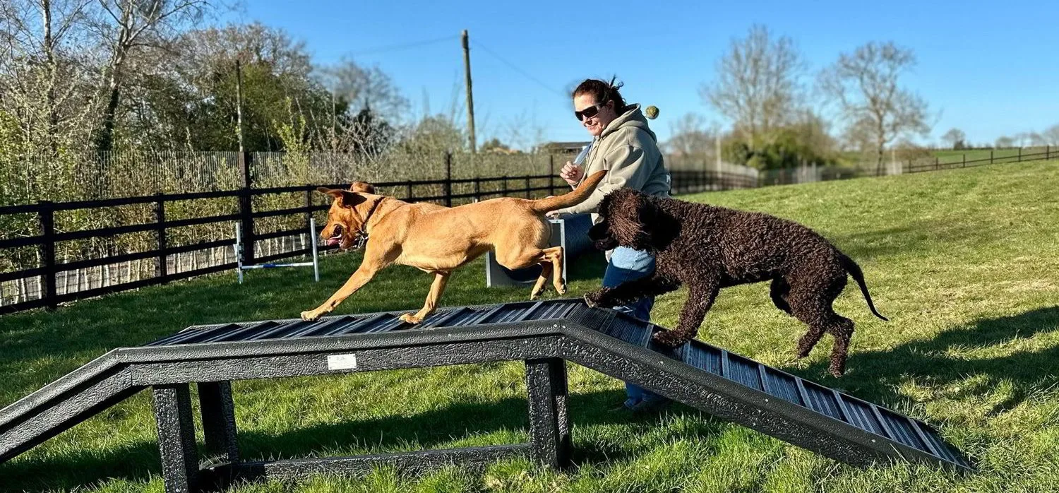 Dogs using the secure dog field
